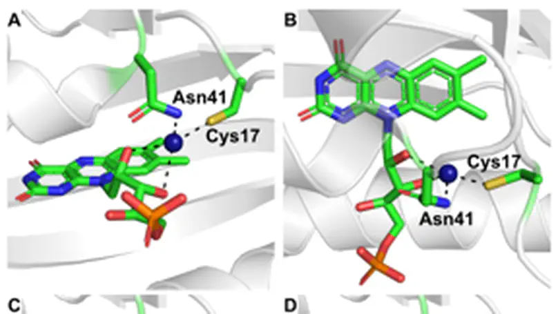 Mutant Flavin-Based Fluorescent Protein Sensors for Detecting Intracellular Zinc and Copper in Escherichia coli